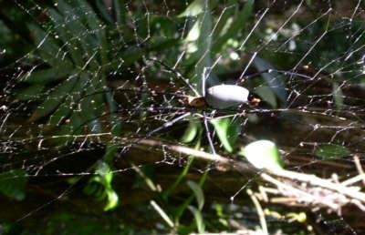 Spinne im Regenwald