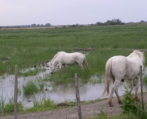 Pferde im Reisfeld
