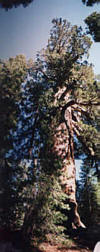 Yosemite Mammut Bäume